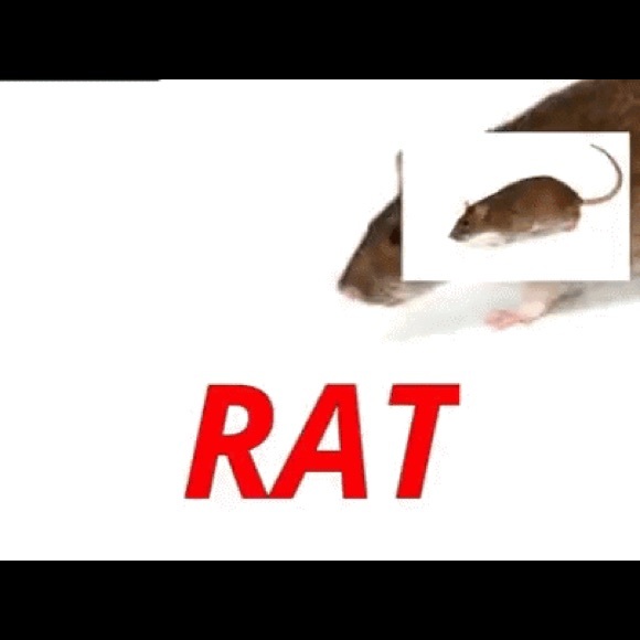 Meet your Posher, Aidan - Picture 1 of 1